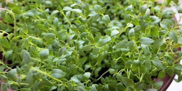 закусочные яичные маффины