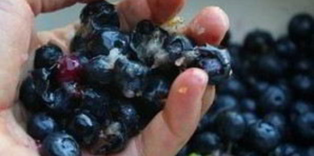 черничный пирог с лимонной цедрой