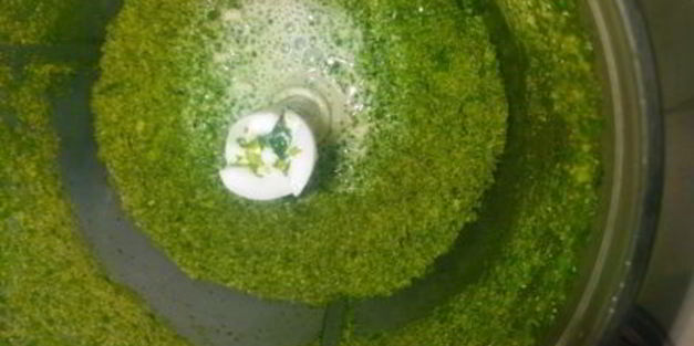 пирожное новогоднее