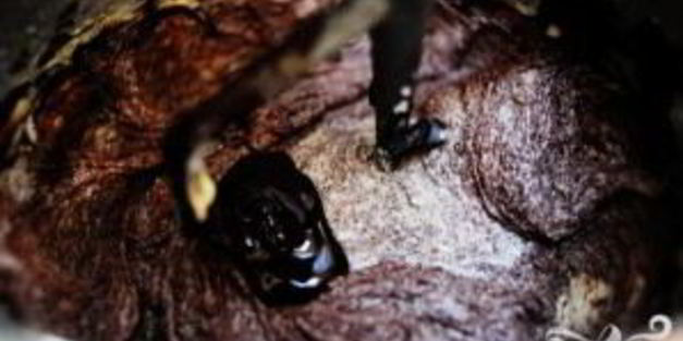 шоколадные пирожные в сливочной глазури