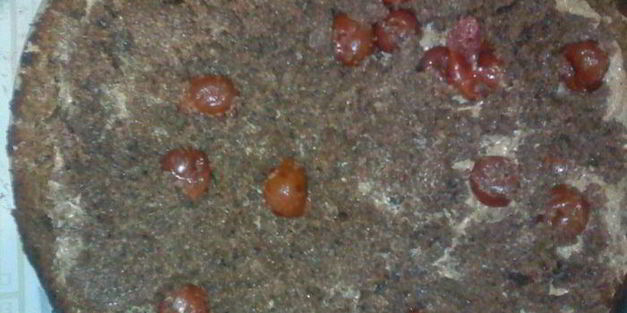 торт пьяная вишня в шоколаде