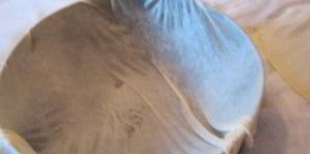 выпечка из теста фило