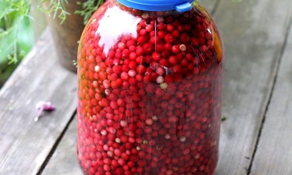 Рецепт брусника моченая на зиму