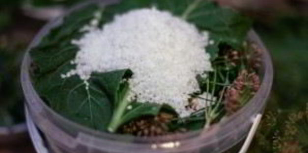 квашеные огурчики