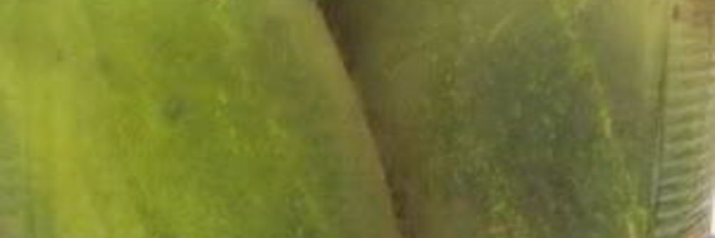 Быстрые маринованные огурцы на зиму