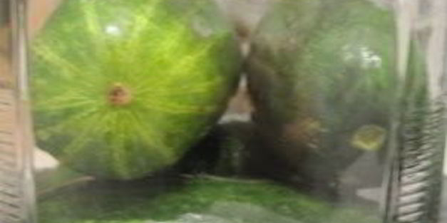 быстрые маринованные огурцы на зиму