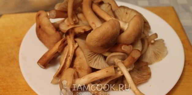 маринование опят без стерилизации на зиму