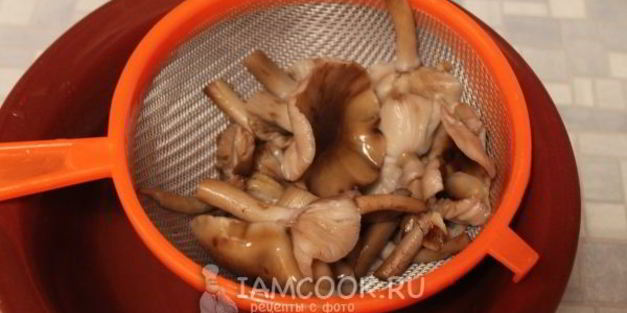 маринование опят без стерилизации на зиму