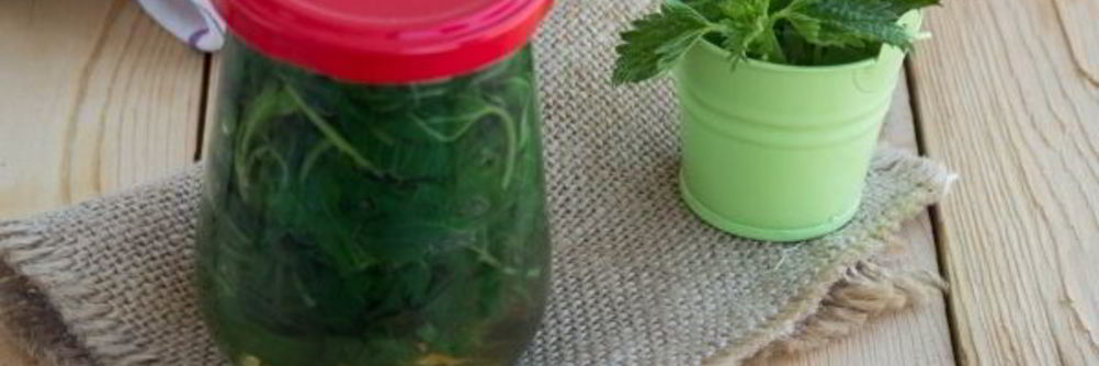 Маринованная крапива