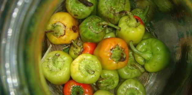 маринованный болгарский перец