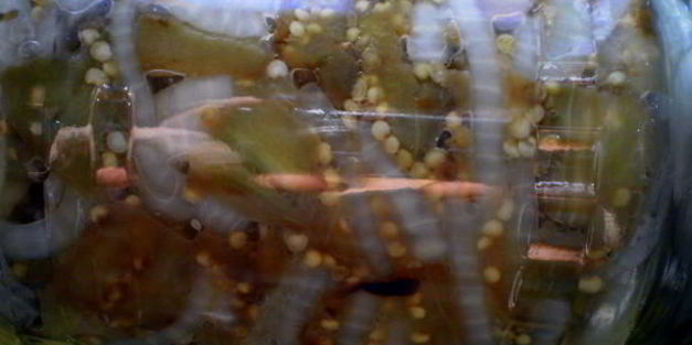 маринованные баклажаны