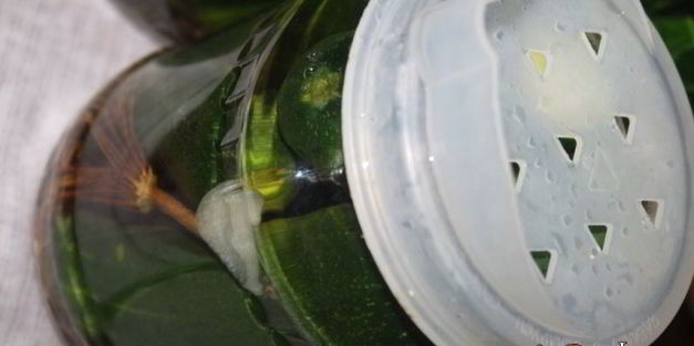 маринованные огурцы на зиму