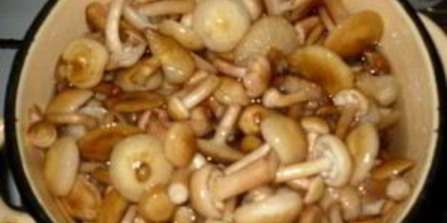маринованные опята с чесноком