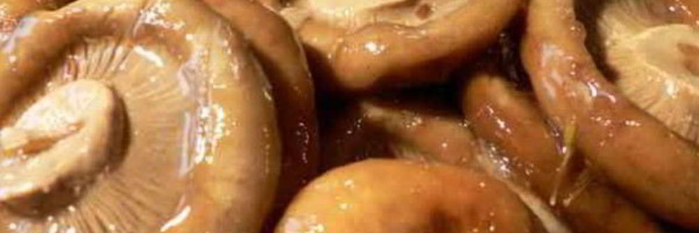 Маринованные рыжики