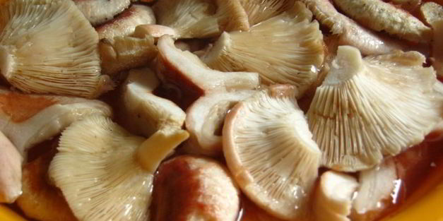 маринованные волнушки