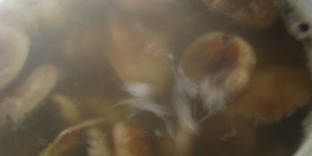 маринованные волнушки