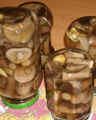 Подберезовики на зиму