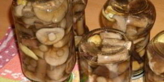 подберезовики на зиму