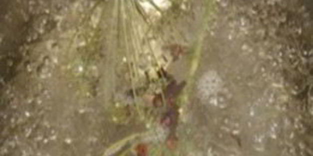 помидоры без уксуса на зиму