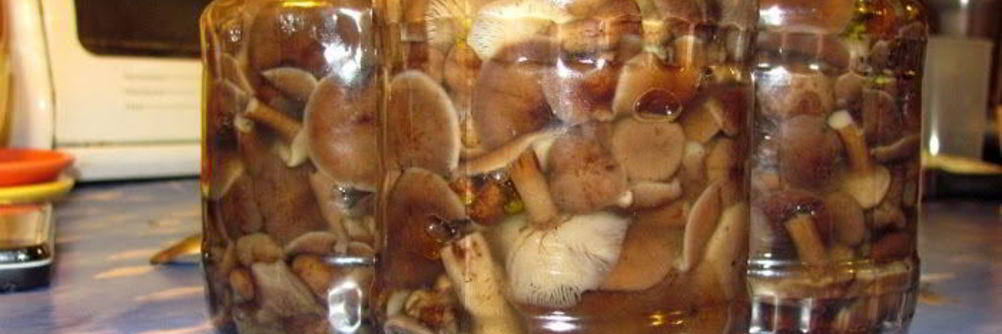 Соленые опята на зиму