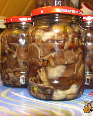 Соленые опята на зиму