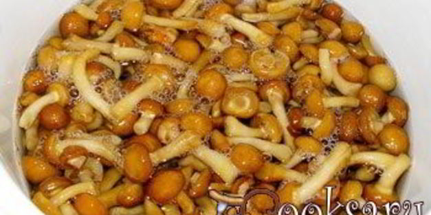 соленые опята на зиму