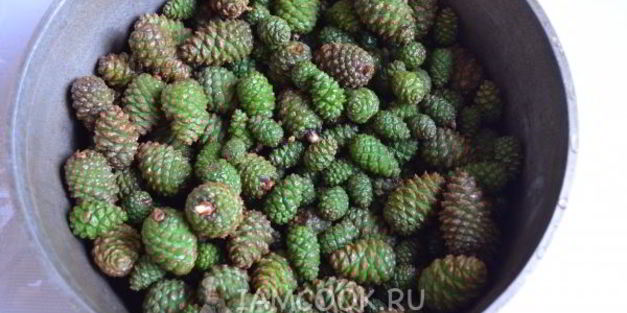 варенье из молодых сосновых шишек