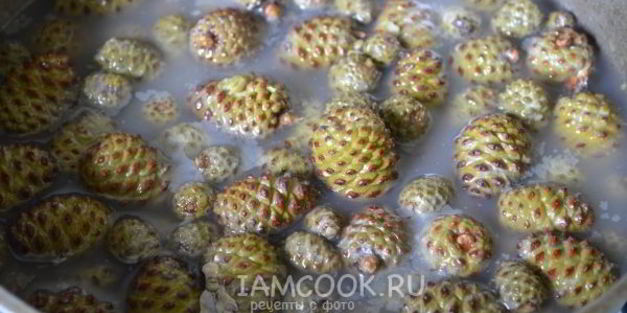 варенье из молодых сосновых шишек