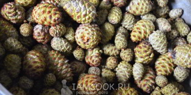 варенье из молодых сосновых шишек