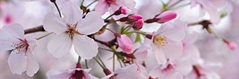 Варенье из сакуры