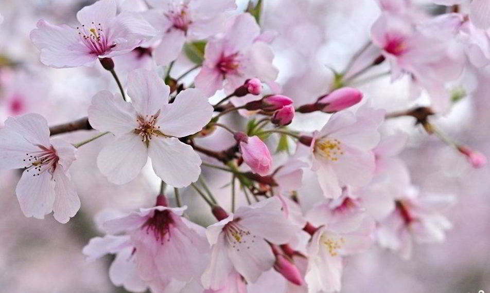 Рецепт варенье из сакуры