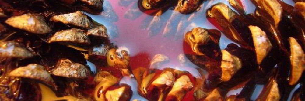 Варенье из шишек