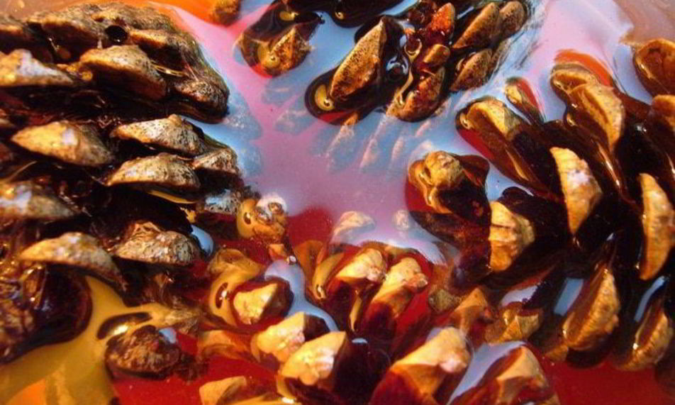 Рецепт варенье из шишек