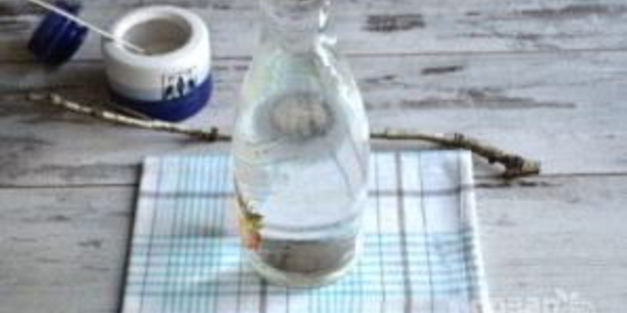 заготовка березового сока