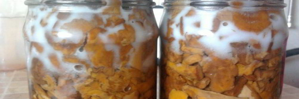 Заготовка лисичек на зиму