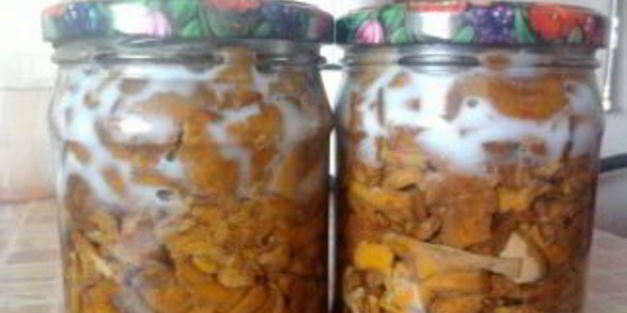 заготовка лисичек на зиму