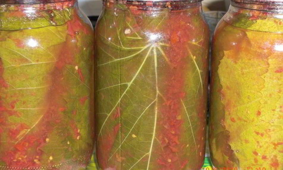 Рецепт заготовка виноградных листьев