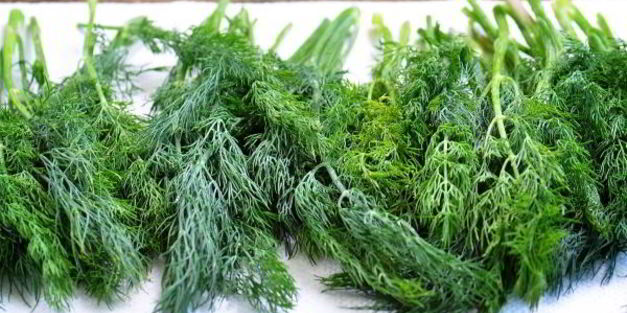 замороженный укроп на зиму