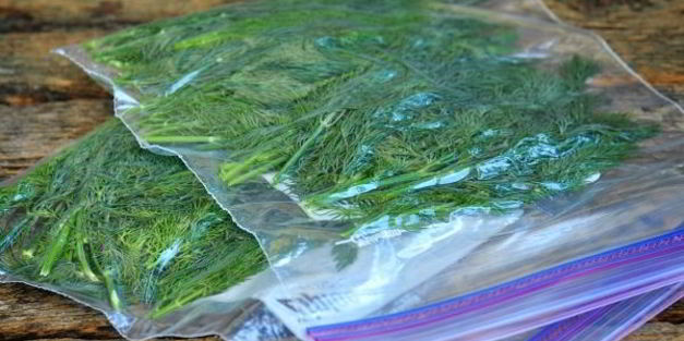 замороженный укроп на зиму