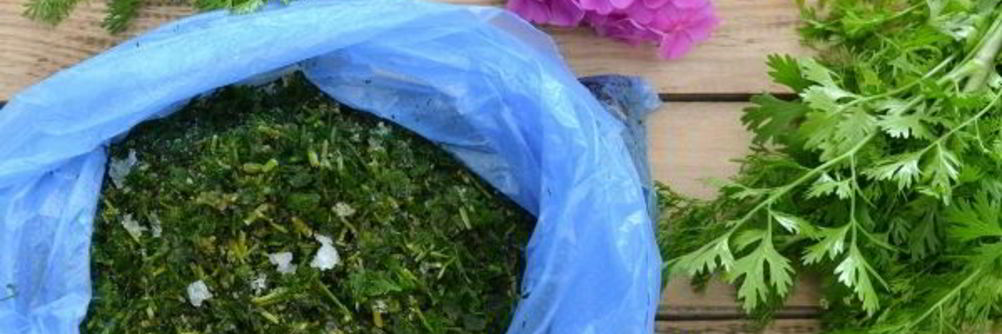 Заморозка кинзы на зиму