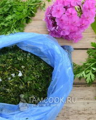 Заморозка кинзы на зиму