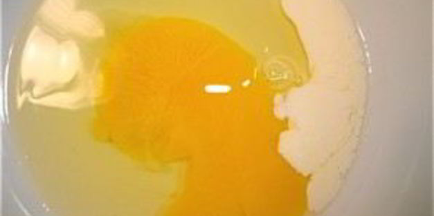 омлет со сливками