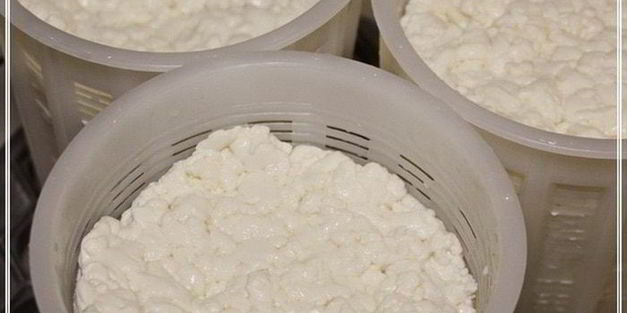 сыр халуми и анари из молока англо-нубийских коз